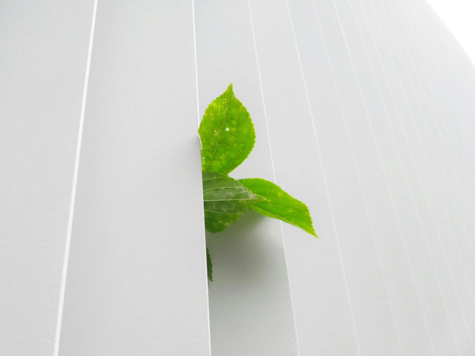 Eco-Friendly Cleaning Practices for Vacation Homes: Sustainable Solutions in Madeira Beach